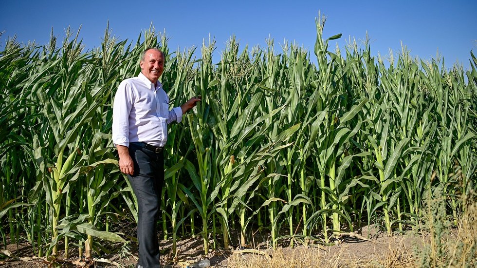 Muharrem İnce mısır tarlasında