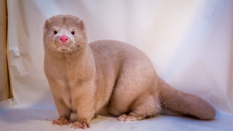 Acı ger&ccedil;ek! Kovid-19 riski nedeniyle bir milyona yakın vizon &ouml;ld&uuml;r&uuml;lecek