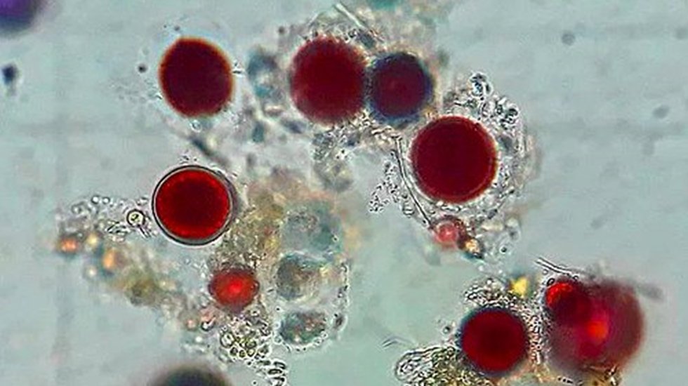 Antarktika &uuml;zerinde korkun&ccedil; g&ouml;r&uuml;nt&uuml;