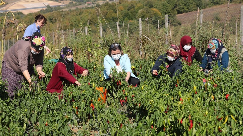 İzmit belediyesi kullanılmayan tarım arazilerini kadınlara a&ccedil;ıyor