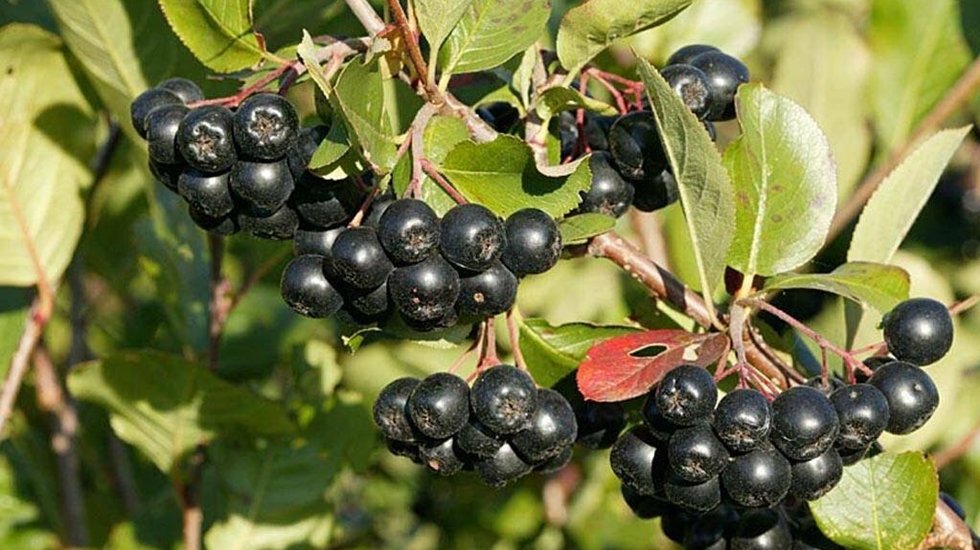 İzmit&rsquo;te&ldquo;S&uuml;per meyve&rdquo; Aronya i&ccedil;in geri sayım başladı