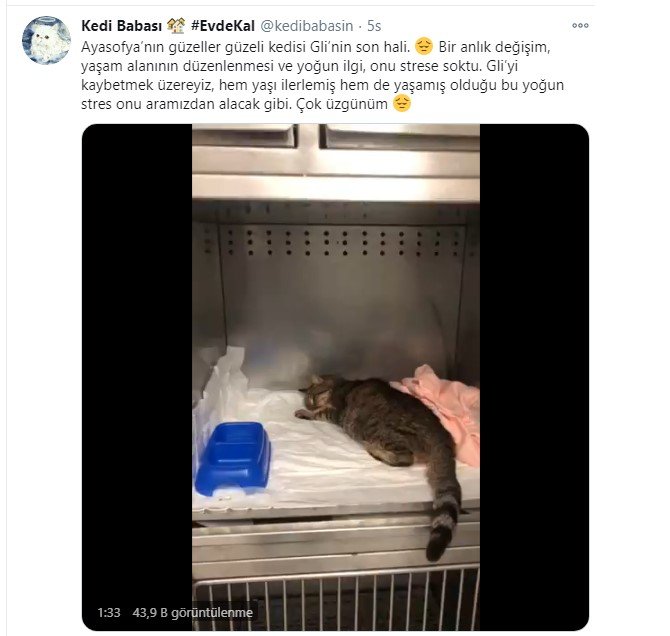 https://yenisoluk.com/uploads/2020/10/kedi-020