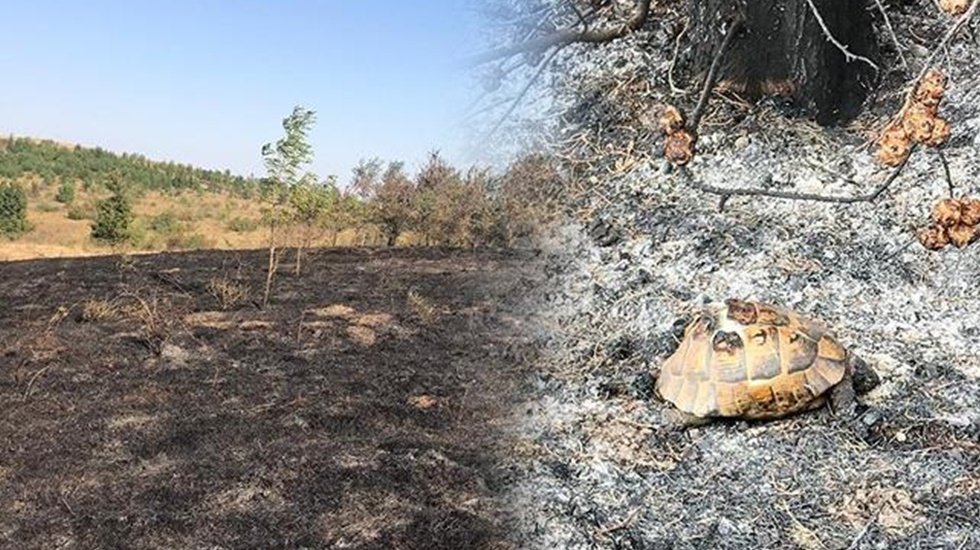 Orman yangınlarından insandan çok hayvanlar daha büyük zarar görüyor