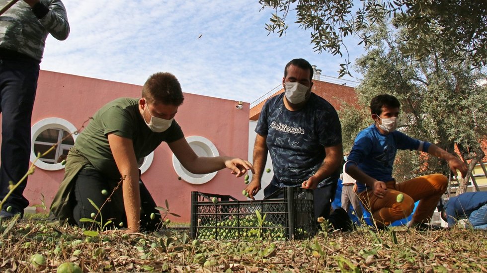 &Ouml;zel &ouml;ğrencilerden zeytin hasadı