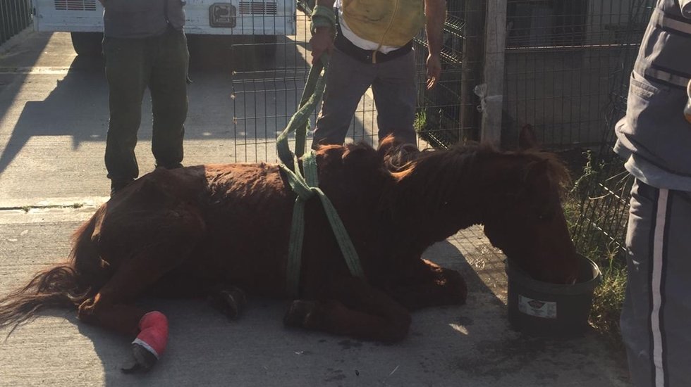 Terk edilen yaralı ata belediye sahip çıktı
