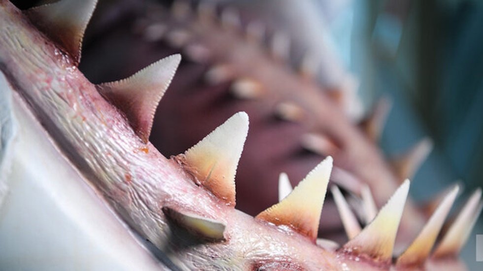 100 milyon dolarlık &lsquo;Jaws&rsquo; m&uuml;zede