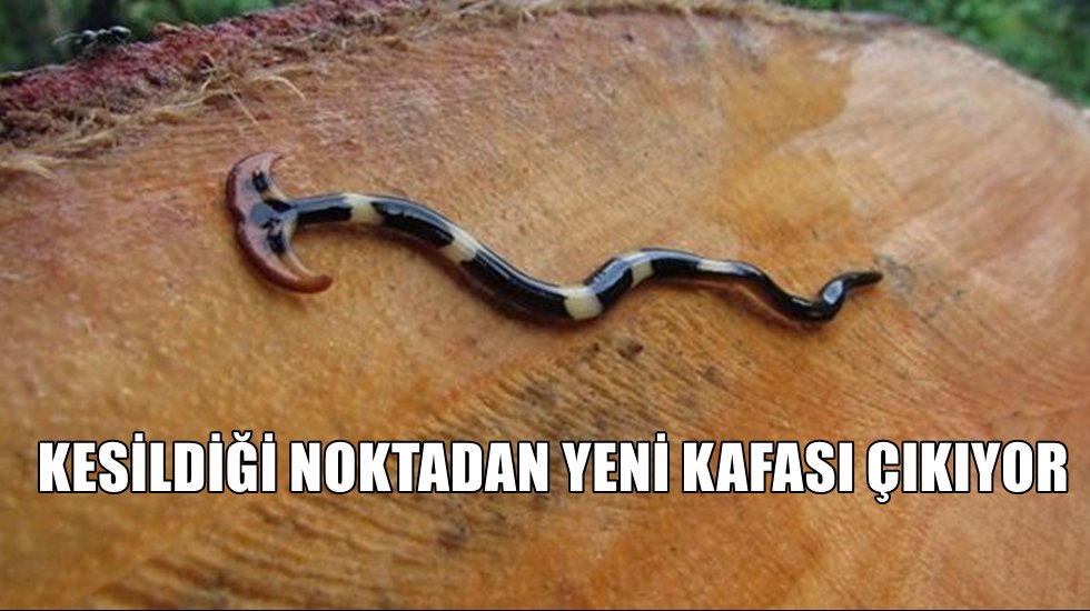 Bilim insanları şaşkına d&ouml;nd&uuml;: &ldquo;Y&uuml;zlerce par&ccedil;aya b&ouml;l&uuml;nse bile &ouml;lm&uuml;yor&rdquo;