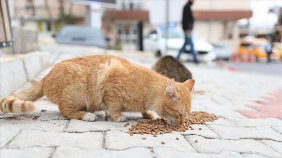 Sokakta yaşayan kediyi öldüren şüpheli şahıs tutuklandı