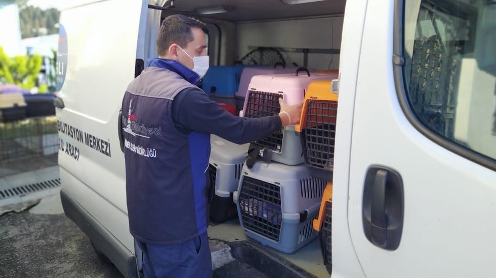 Bir hayvanseverin işyerinde tuttuğu 57 kedi sahiplendirilecek