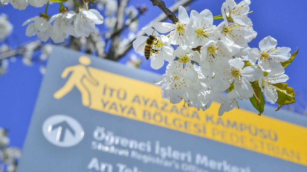 İTÜ Ayazağa yerleşkesi Dünyanın 71’inci, Avrupa’nın ise 37’nci en yeşil kampüsü