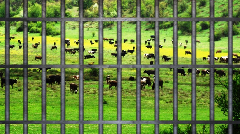 Sarıbal: Meraya hapishane kuruluyor
