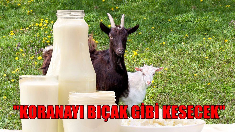 T&uuml;rkiye&rsquo;de her k&ouml;yde bulunan hayvan koronavir&uuml;se &ccedil;are olacak!