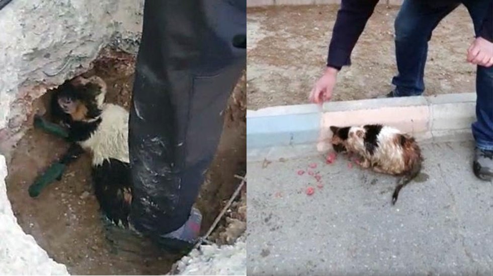 Yer altında sıkışan kedi termal kamera ile kurtarıldı