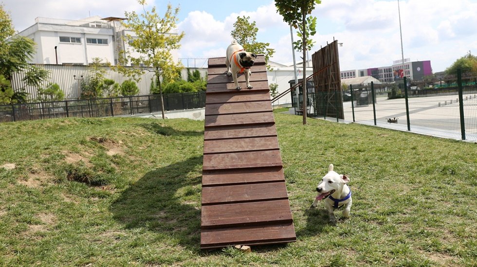 Bu ilçede köpeklere özel park var
