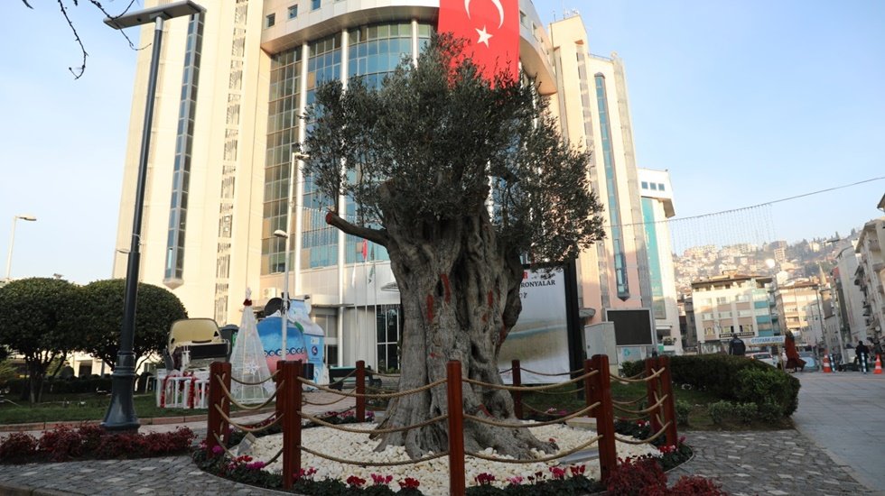 Bu zeytin ağacı 600 yıllık…