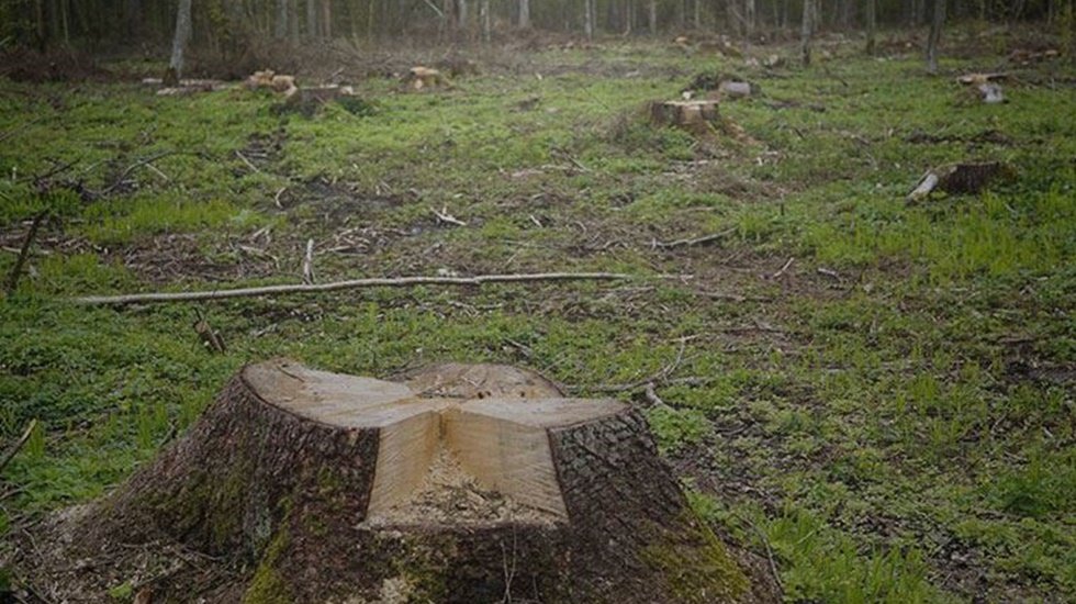 Bu hızla giderse b&ouml;lgede orman kalmayacak&hellip;