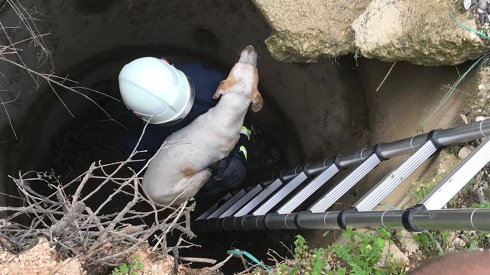Kuyuya düşen çaresiz köpeği itfaiye kurtardı