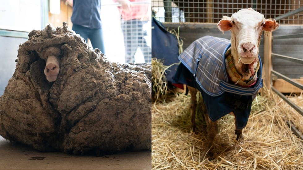 Vahşi ormanda 5 yıl yaşadı