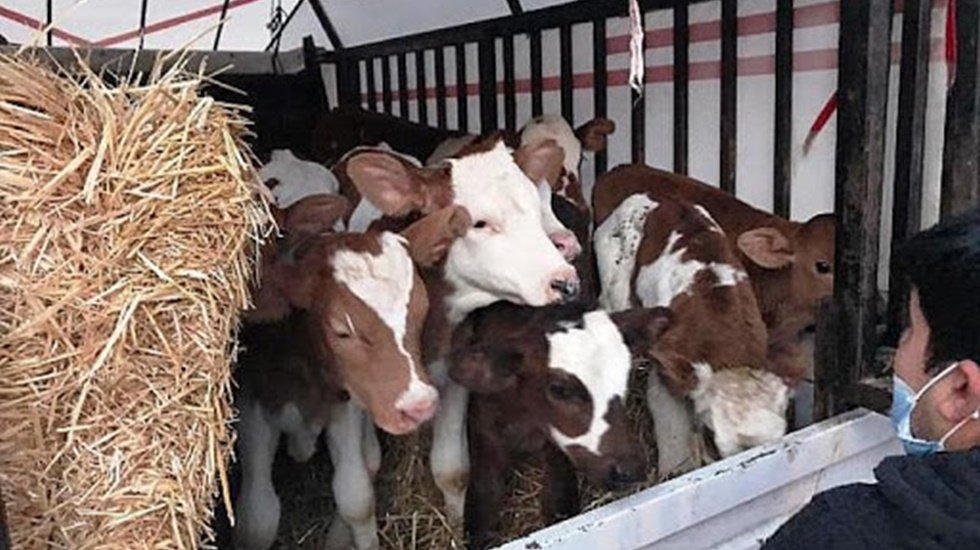 Buzağı &ouml;l&uuml;mleri durdurulursa ithalat da yok denecek kadar azalır