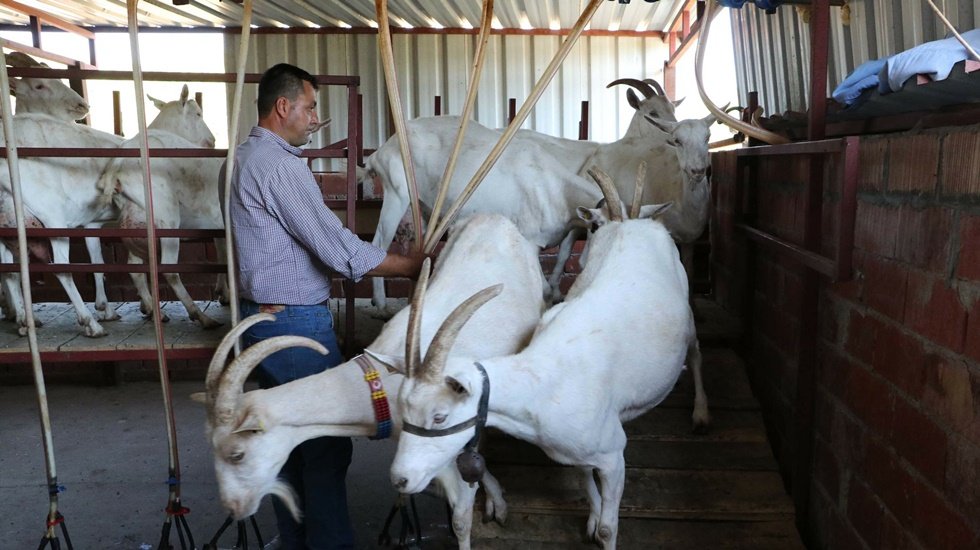 Ke&ccedil;i Yetiştiricileri Birliği &ldquo;Ke&ccedil;i S&uuml;t&uuml;ne 5,5 TL, Koyun S&uuml;t&uuml;ne&rdquo; 7,5 TL istedi