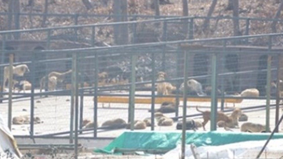 Samsun B&uuml;y&uuml;kşehir Sokak Hayvanlarını Toplama Kampına mı Hapsediyor?