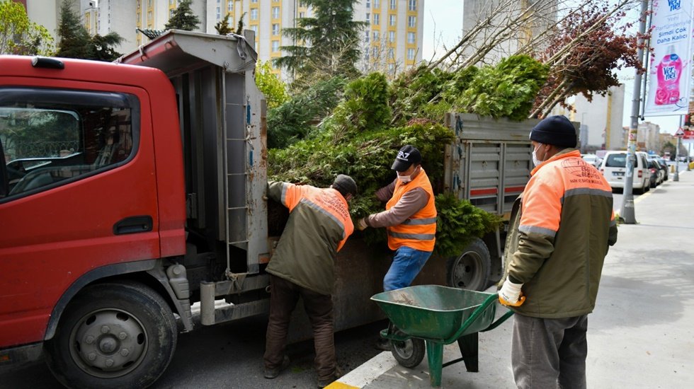 Teke böceği’nin zarar verdiği ağaçların yerine yenileri dikildi