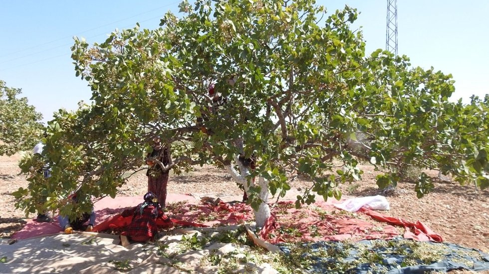 Fıstık üreticisi isyanda: 20 yıl AKP’ye oy verdim, hakkımı helal etmiyorum!