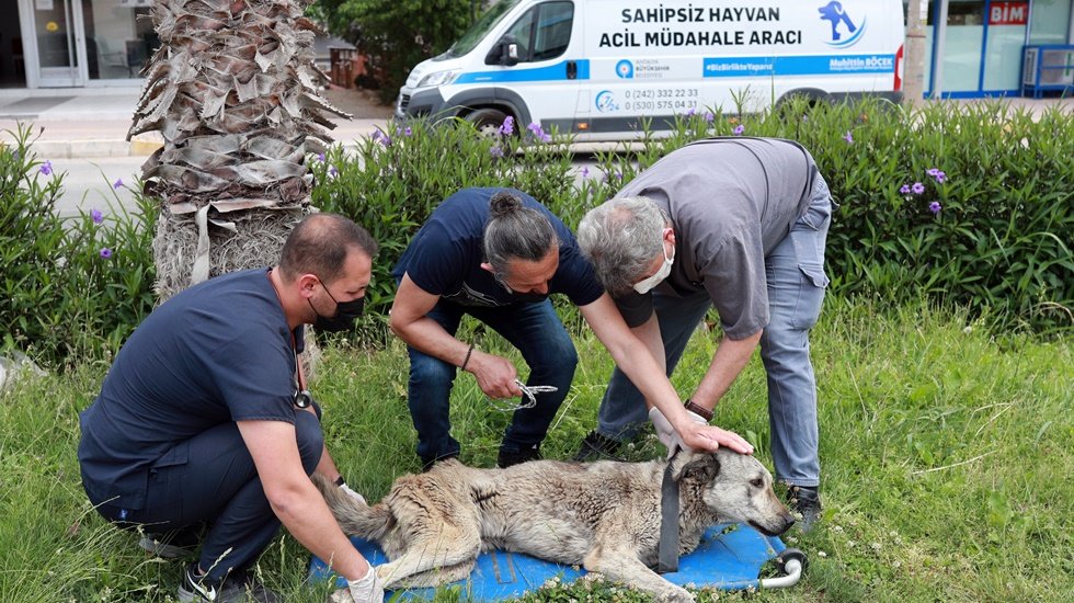 Hayvan ambulansı ile anında m&uuml;dahale