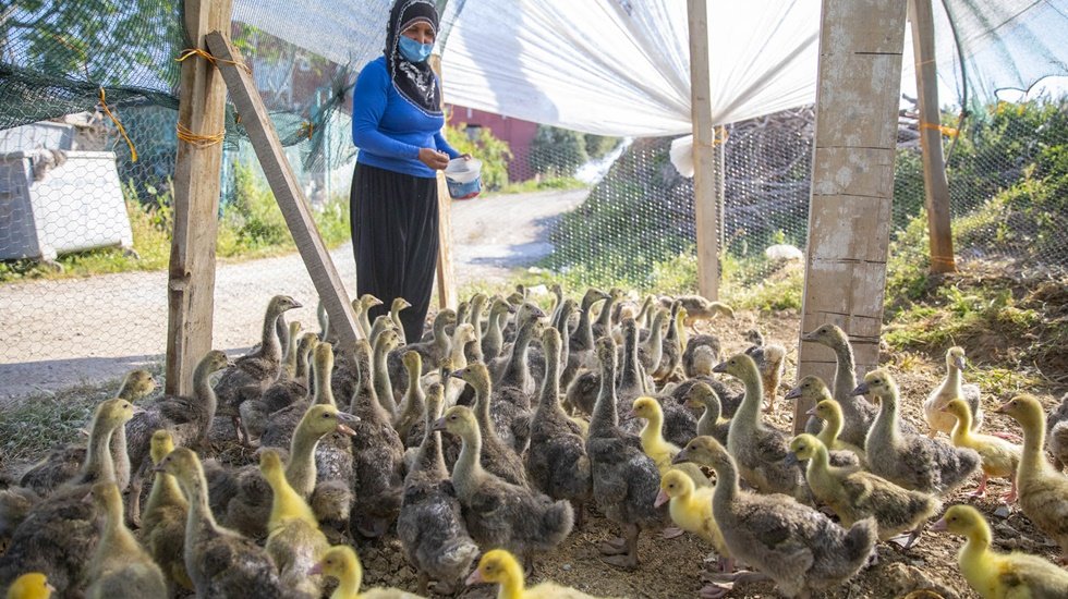 &lsquo;Kaz&rsquo;an&ccedil; projesi kapsamında kazlar kırsalda gelir kapısı oldu