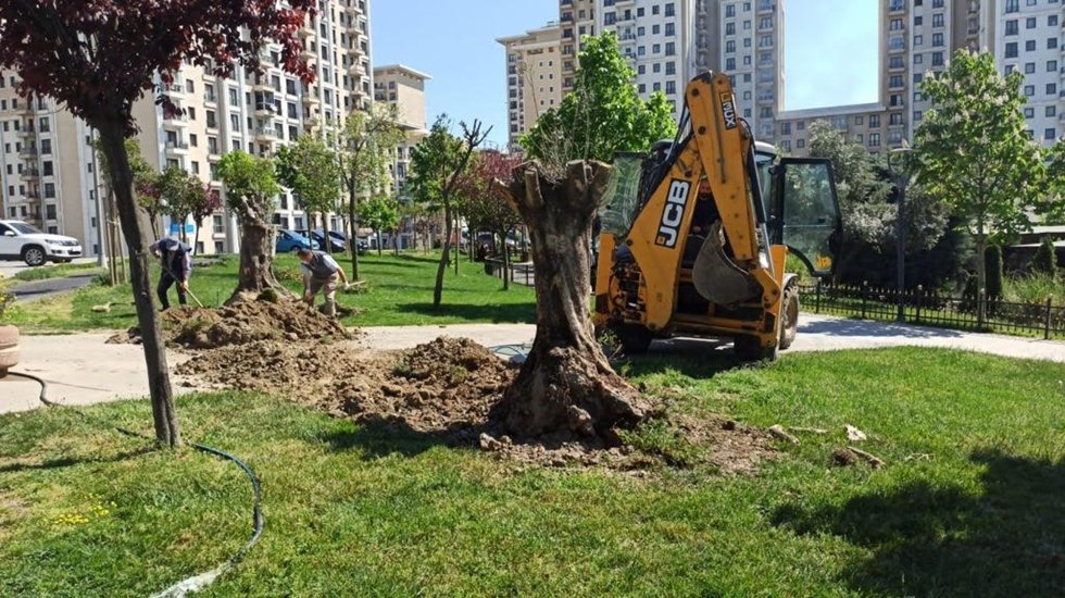Tünel inşaatından kurtarılan zeytin ağaçları  8 ilcede daha hayat buldu