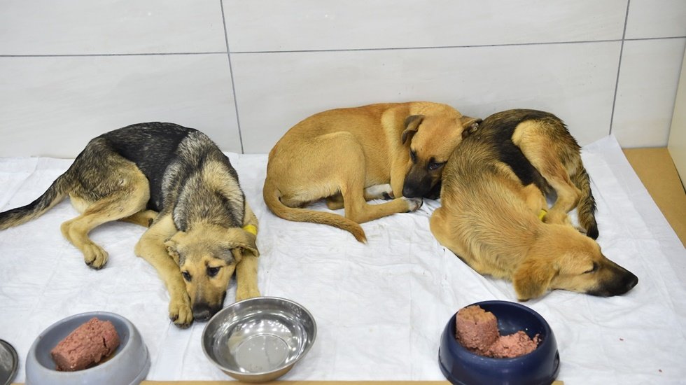 Avcılar belediyesi ekipleri, zehirlenen yavru köpekleri kurtardı