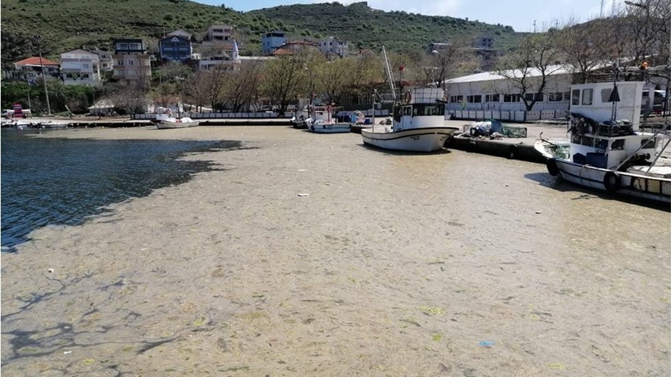 CHP ‘Deniz Salyası’ için Meclis araştırması istedi