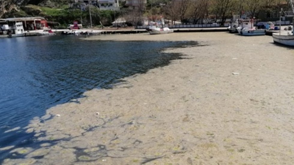 Marmara’da bütün suç iklim değişikliğine yıkılacak. Oysa neden başka!