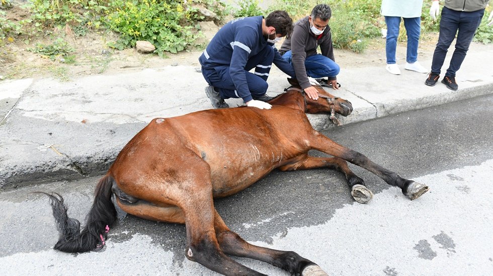 Yaralı ata ilk müdahaleyi belediye ekipleri yaptı