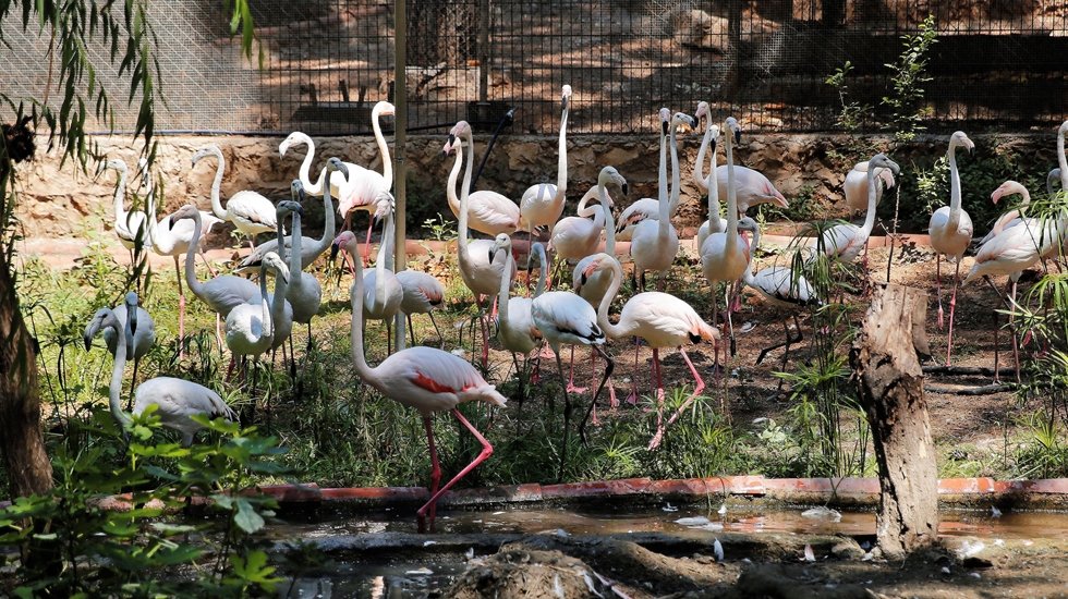 Hayvanat Bah&ccedil;esi&rsquo; satılmak &uuml;zereyken yakalanan flamingoları misafir ediyor