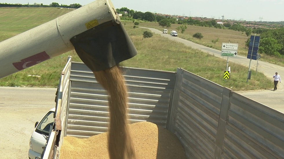 İBB, boş duran arazilerde ilk buğday hasadını yaptı