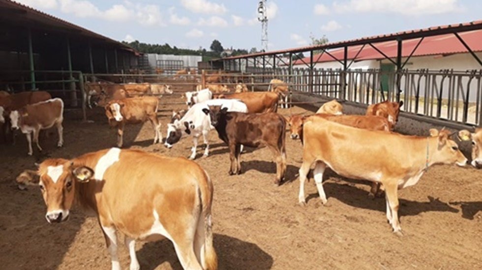 Jersey projesinde sona gelindi