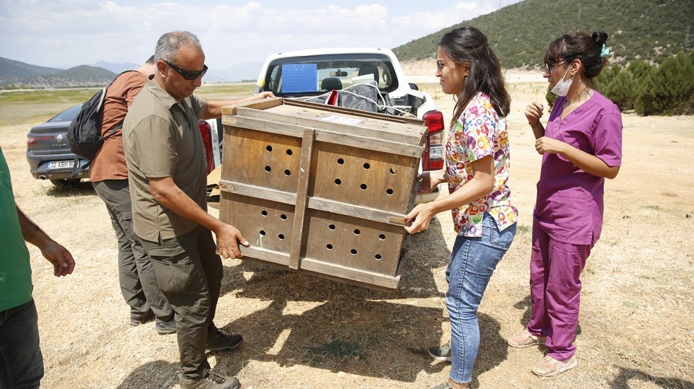 Tedavisi tamamlanan Ak Kuyruklu Kartal doğaya salındı