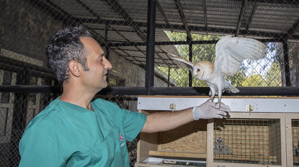 Yaralı baykuş ‘Ayda’ Büyükşehir’in koruması altında