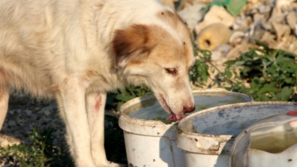 Dikkat! Bozulmuş yemek artıkları Sokak hayvanlarının &ouml;l&uuml;mlerine neden olabiliyor&hellip;