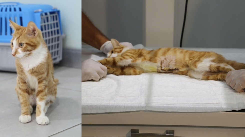 Yüzde 30 yaşam şansı olan kedi, yaşama tutundu
