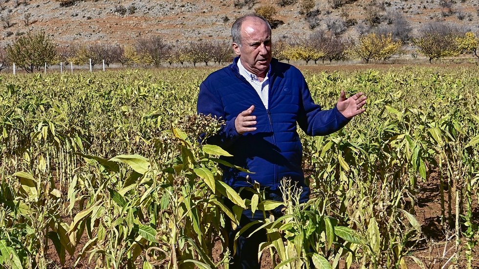 İnce: &ldquo;Amerikan t&uuml;t&uuml;n&uuml;ne milleti muhta&ccedil; ettiler&rdquo;