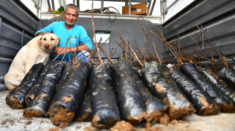 Toroslara ceviz fidanı