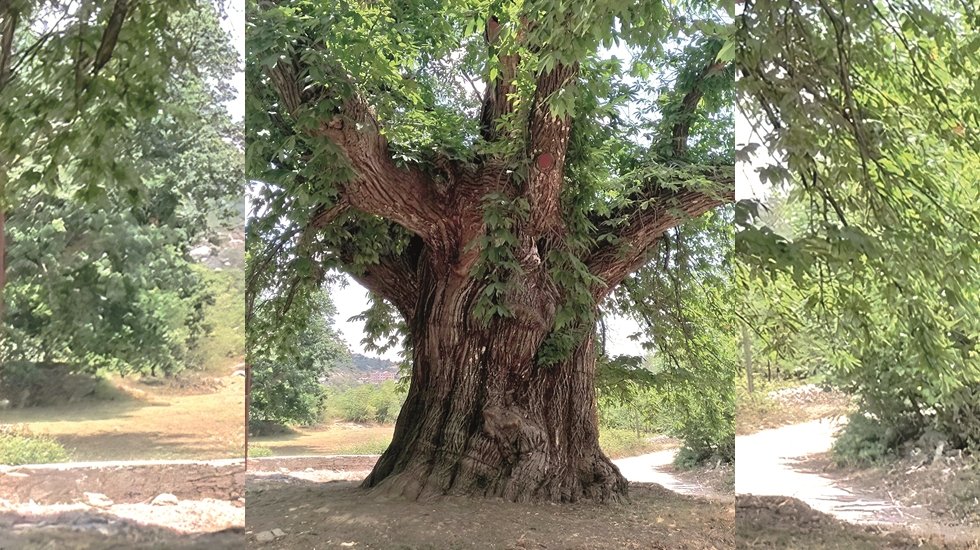 Antalya'da 500 yıllık ardıç ağacı tescillendi