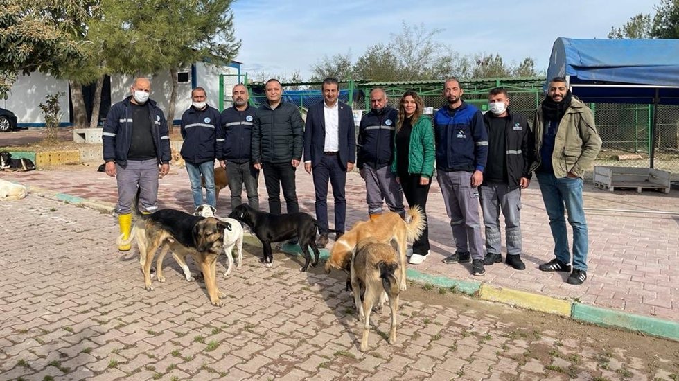 CHP&rsquo;li Belediyeler Sokak Hayvanlarını Barınağa Hapsetmiyor