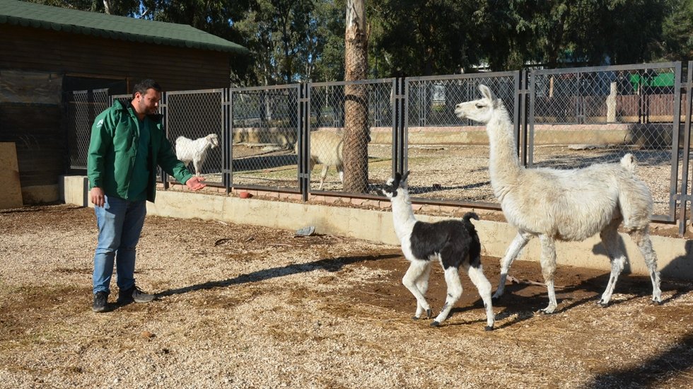 Doğa Parkı’nda ilk kez lama doğumu gerçekleşti