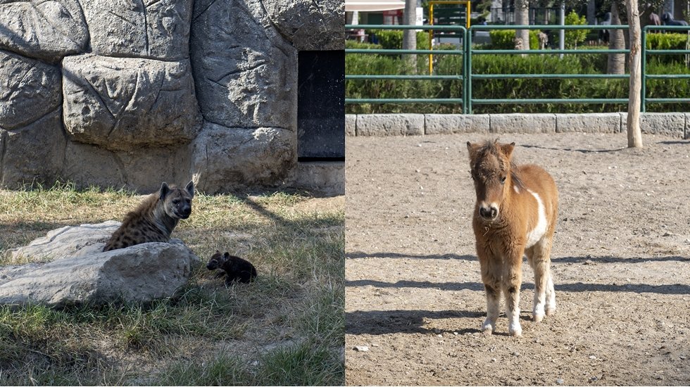 Doğa Parkı’nın yeni sakinleri Midilli ve Sırtlan yavrularına büyük ilgi