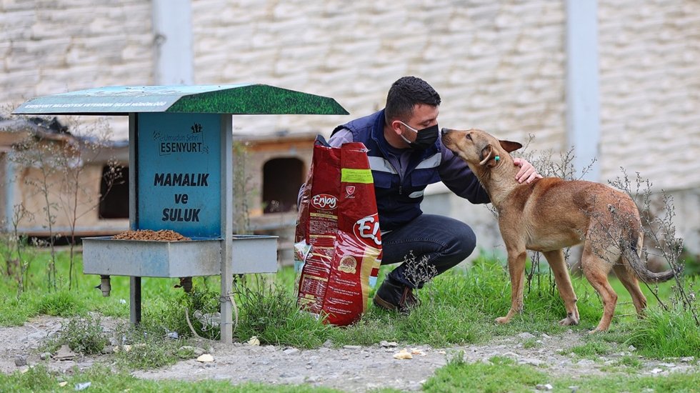 Esenyurt Belediyesi, sokak hayvanlarını yalnız bırakmıyor