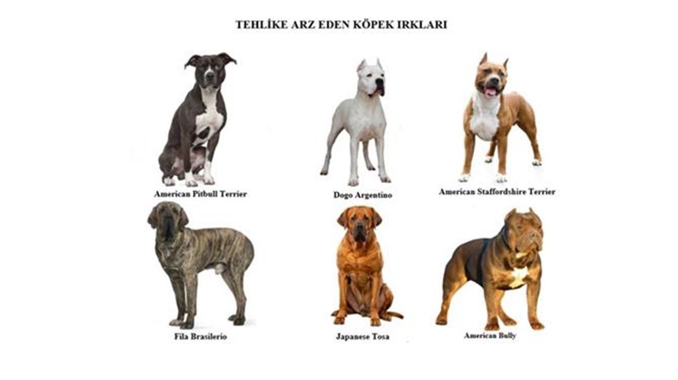 İzmit Belediyesinden sahiplenilmesi yasak&nbsp;hayvanlarla ilgili hatırlatma&nbsp;&nbsp;