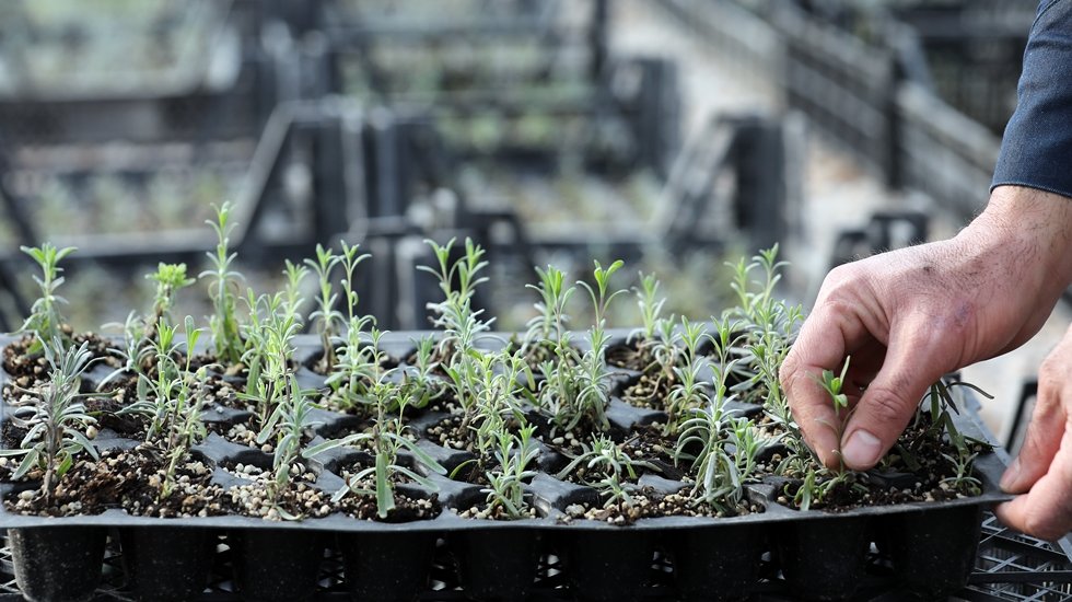 Atalık tohumlar toprakla buluştu